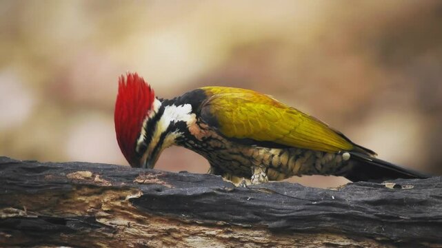 Common Flameback - Dinopium javanense - or Goldenback is a bird in the family Picidae, found in Bangladesh, Brunei, Cambodia, China, India, Indonesia, Laos, Malaysia, Singapore, Thailand, Vietnam.