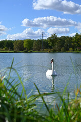 peaceful summer landscape with swan on lake