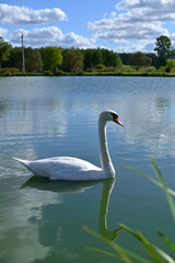 beautiful white swan on a lake on a summer day close up