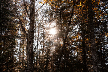 Sunset in the autumn forest. Beautiful autumn forest with sun rays. Quebec, Canada.