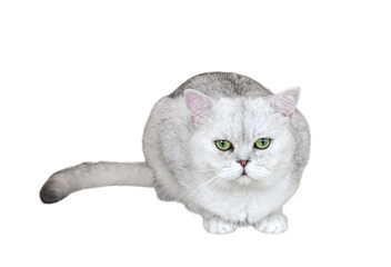 Light gray British Shorthair breed cat with green eyes sitting, isolated cutout on transparent