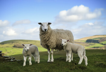 Obraz premium A sheep with two lambs standing on a hilly pasture