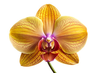 Yellow orchid flower isolated on transparent background