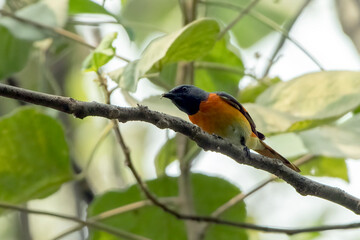 a small minivet bird is looking for insects in the dense trees