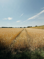 Golden wheat field under a clear blue sky with a visible tractor path leading toward a distant...