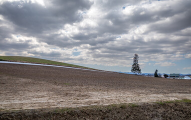 Christmas tree stand alone on the hill, landmark of Biei, in no snow day, late winter, under cloudy blue sky