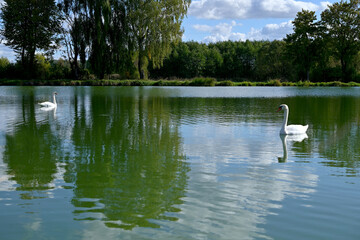 beautiful summer landscape lake, swans and green trees