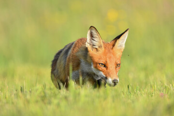 Obraz premium Fuchs