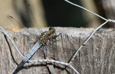 Close-up of a dragonfly with a blue body (Orthetrum) sunbathing on a wooden fence covered with wire mesh.