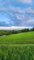 Wildflower field in Vermont