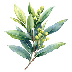 Obraz premium A vibrant illustration of a bay leaf branch with green buds, set against a transparent background for culinary use