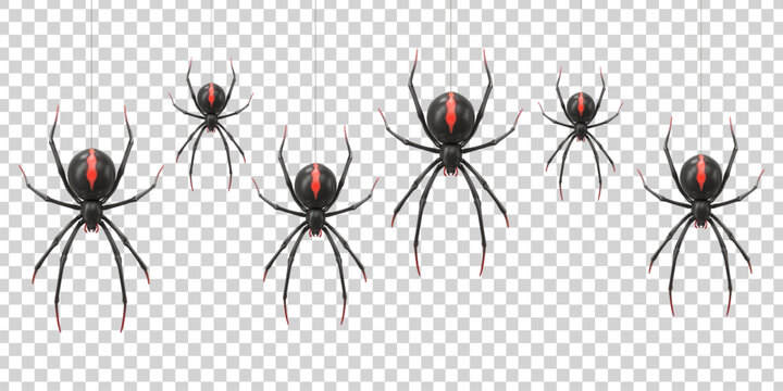 Vector realistic isolated black widow spider border for Halloween on the transparent background.