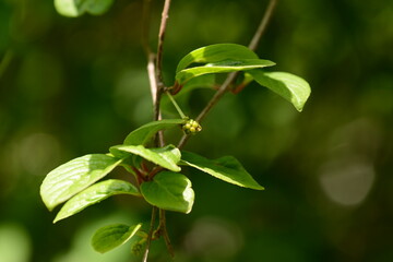 Schisandraceae Family Series Featuring Fruits, Leaves, Vines, and Growth Stages