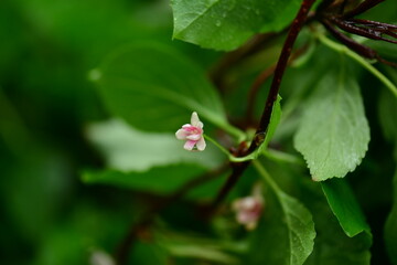 Schisandraceae Family Series Featuring Fruits, Leaves, Vines, and Growth Stages