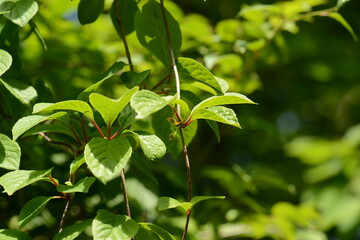 Schisandraceae Family Series Featuring Fruits, Leaves, Vines, and Growth Stages