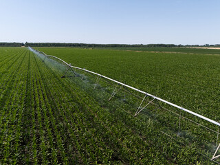 Aerial view of agricultural watering pivot irrigation system on a corn field