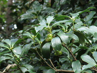 Close-up image of dried black Soapberry (Sapindus mukorossi) seeds arranged in a Petri dish, presented against a red background with measurement scale, highlighting their spherical shape and varied su