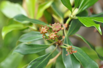 Sinofranchetia chinensis Series Featuring Leaves, Vines, Fruits, and Tendrils