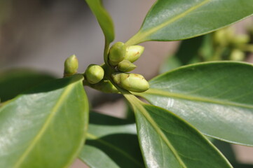 Sinofranchetia chinensis Series Featuring Leaves, Vines, Fruits, and Tendrils