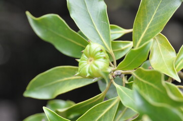 Sinofranchetia chinensis Series Featuring Leaves, Vines, Fruits, and Tendrils