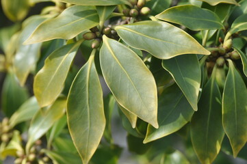 Sinofranchetia chinensis Series Featuring Leaves, Vines, Fruits, and Tendrils