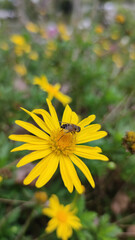 Serene close up of busy bee pollinating vibrant yellow daisy flower in lush green garden. This macro nature shot captures beautiful details of insect and petals