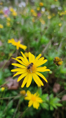 Serene, detailed closeup of busy bee on vibrant yellow flower in lush garden. tiny insect performs vital pollination, crucial process in nature for plant life during spring