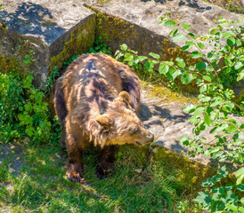 A healthy brown bear (Ursus arctos) in the famous Bärengraben (Bear pit), Bärenpark (Bear Park), Bern, Switzerland