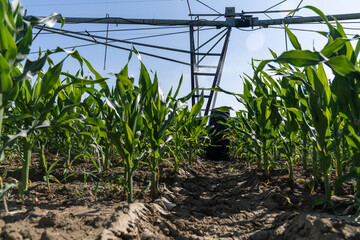 Agricultural pivot irrigation system on a corn field