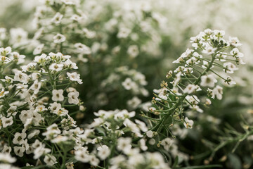 Closeup of details on a white alyssum flower plant 