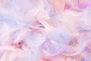 Fototapeta premium Colorful feather background, top view.