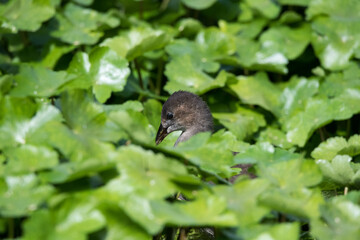 A juvenile moorhen peers through invasive floating pennywort on the River Lea — a striking image of British wildlife amid a growing environmental threat.