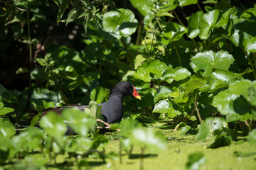 An adult moorhen navigates dense mats of invasive floating pennywort on the River Lea — a vivid...