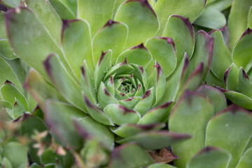 close up of a green succulent cactus plant
