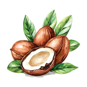 Watercolor shea nuts with fresh green leaves on transparent background vector