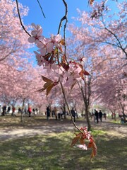 Cherry blossom festival in, Helsinki. Finland