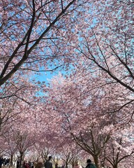 Cherry blossom festival in, Helsinki. Finland