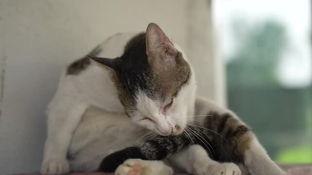 Close-up of a stray cat licking its tail to clean itself.