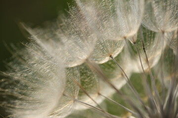 Wiesen-Bocksbart oder Riesenpusteblume