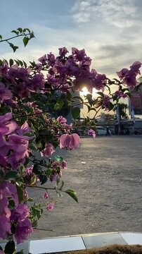 Bougainvillea flowers on a sunny day. Magenta flowers blowing in the wind with a view of the setting sun. Bougainvillea plants swaying in the wind.