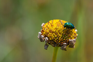Zmróżka złotawa - Cryptocephalus sericeus