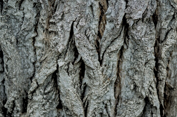 A detailed macro shot of tree bark highlighting its coarse, textured surface with deep grooves and natural patterns. Perfect for nature backgrounds, organic textures, or abstract design elements.