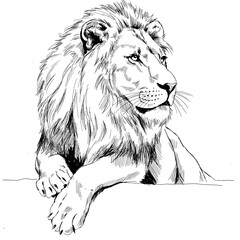 A realistic black-and-white hand-drawn sketch of a lion standing tall with a full mane and strong muscular build. The illustration captures the animal's natural anatomy and regal presence © Andromax Studio
