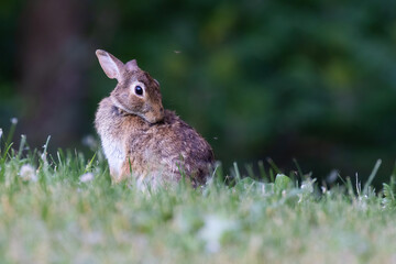Fototapeta premium eastern cottontail (Sylvilagus floridanus) in summer