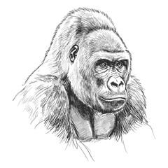 Grauer's Gorilla – Gorilla beringei graueri. Detailed portrait of gorilla with strong features and textured fur in realistic sketch style. Wildlife anatomy concept © Andromax Studio