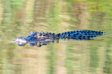 Gator 2