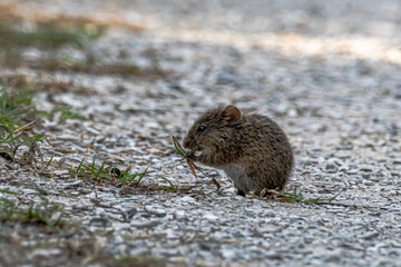 Marsh Rat