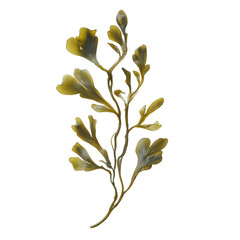 Seaweed isolated on white background, png