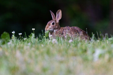 eastern cottontail (Sylvilagus floridanus) in summer