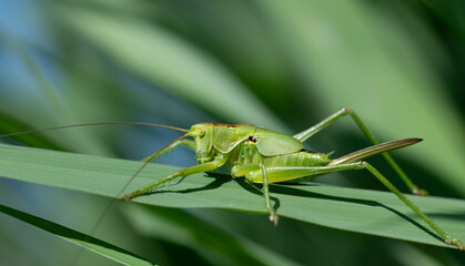 Close-up of a large green grasshopper (Tettigonia) sitting on long green grasses. In the background...